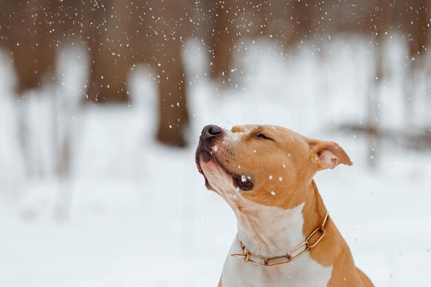 American Staffordshire Terrier pega flocos de neve Cachorro brinca com neve Retrato de um cachorro no inverno