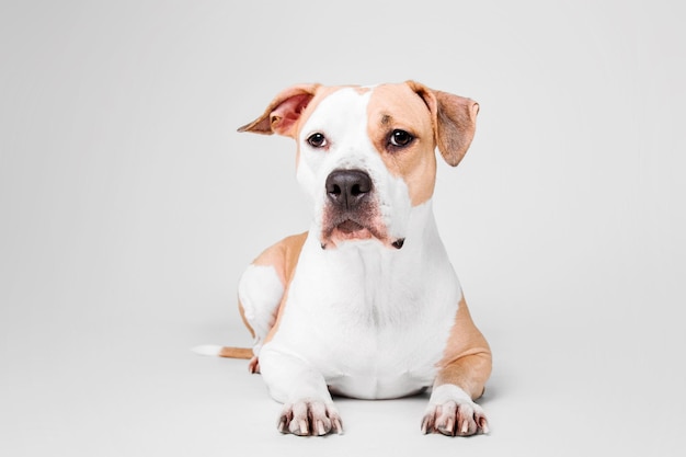 American Staffordshire Terrier perro aislado sobre fondo blanco.