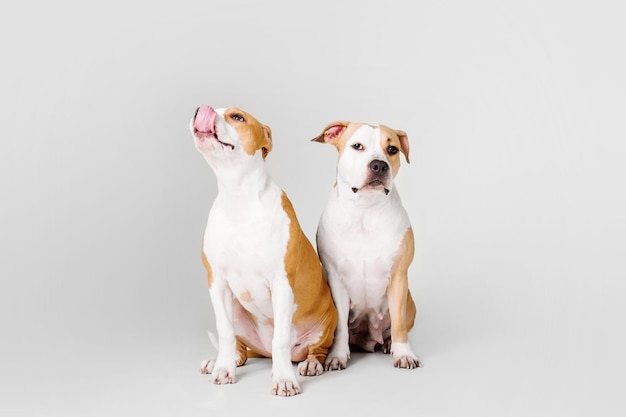 American Staffordshire Terrier perro aislado sobre fondo blanco.