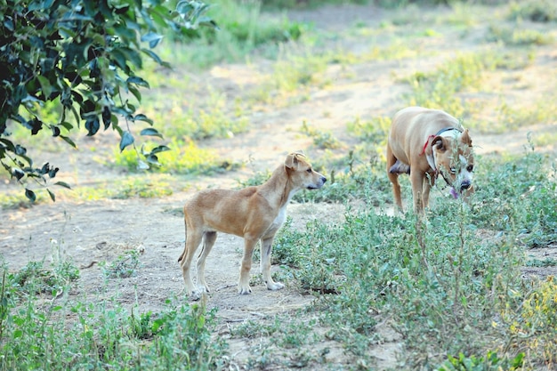 American Staffordshire terrier perros al aire libre concepto de mascotas felices