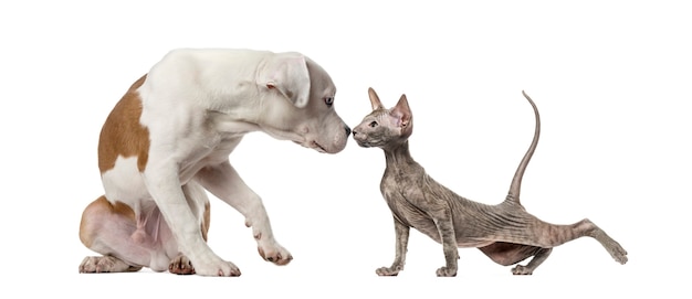 American Staffordshire Terrier y Peterbald gatito, delante de un fondo blanco