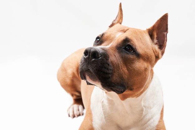 American Staffordshire Terrier-Porträt isoliert auf weißem Hintergrund. Hundemaulkorb Nahaufnahme im Studio