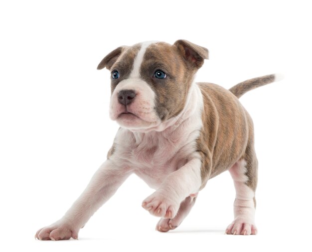 American Staffordshire Terrier Puppy corriendo