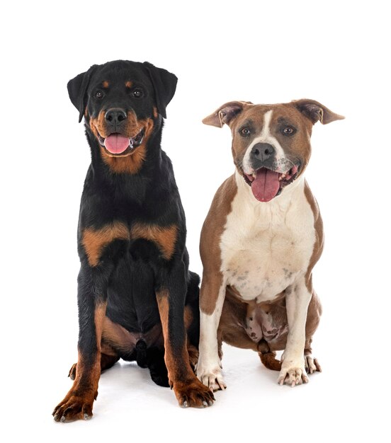 American staffordshire terrier y rottweiler delante de un fondo blanco