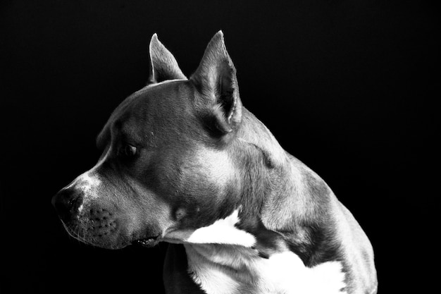 American Staffordshire Terrier Schwarz-Weiß-Bild mit wenig Rauscheffekt. Schwarzer Hintergrund.