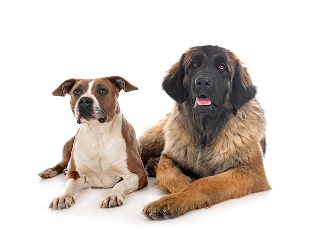 American Staffordshire Terrier und Leonberger vor weißem Hintergrund