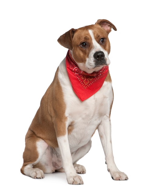 American Staffordshire terrier, usando lenço, 5 anos de idade, em frente a parede branca
