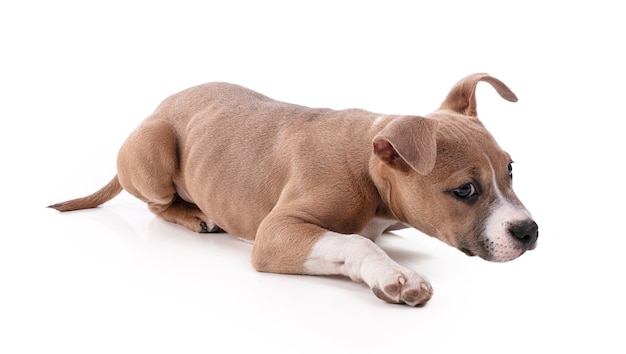 American Staffordshire Terrier Welpe auf Weiß