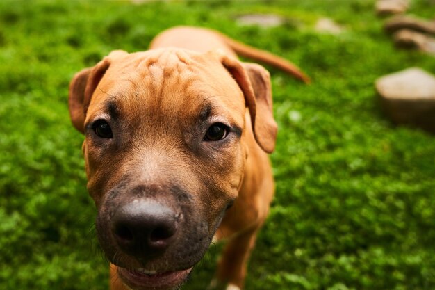 American Staffordshire Terrier Welpenporträt auf einem Spaziergang. Hundemaulkorb hautnah draußen