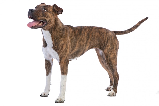 American Staffordshire Terrier