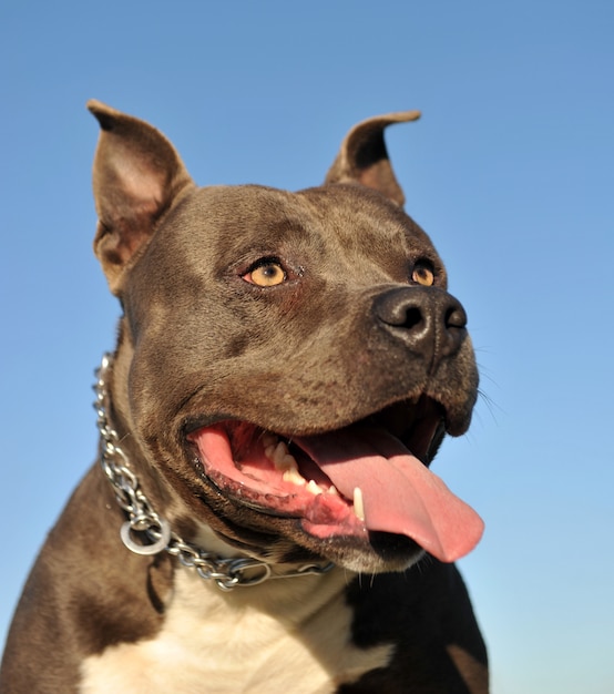 American Staffordshire Terrier