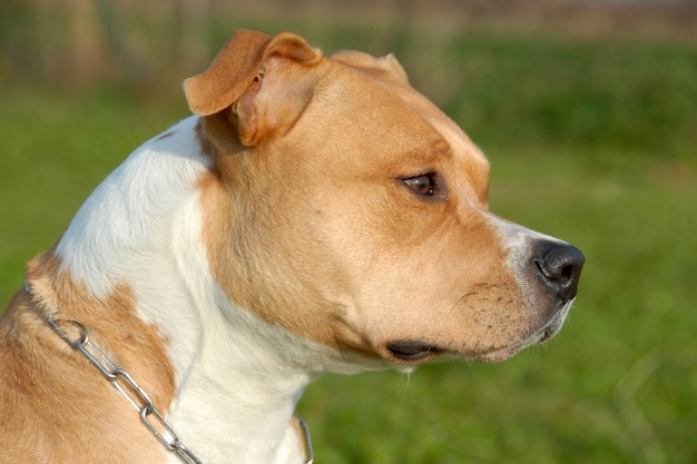 American Staffordshire Terrier