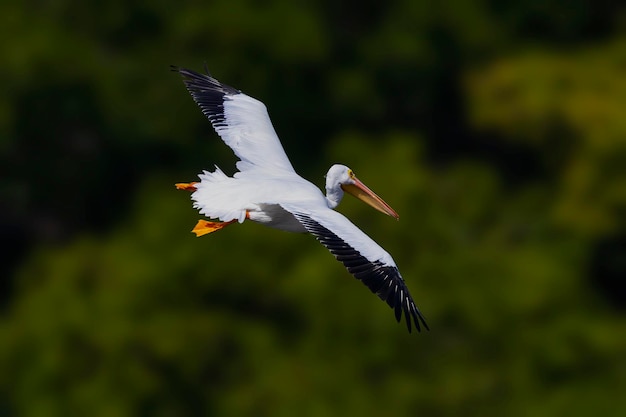 Foto american white pelican subindo contra um fundo verde