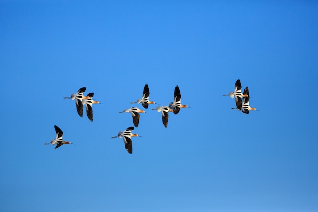 Amerikanische Avocet-Menge im Flug