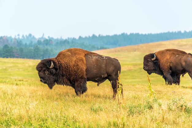 Amerikanische Bison weiden auf dem Feld