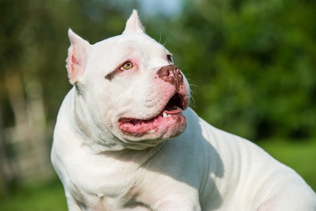 Amerikanische Bulldogge in der Natur