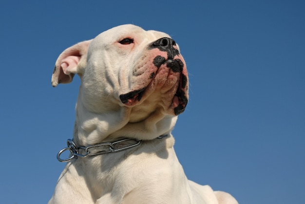 Amerikanische Bulldogge