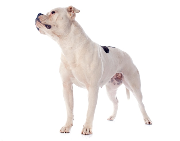 amerikanische Bulldogge