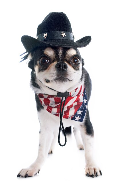 amerikanische Chihuahua