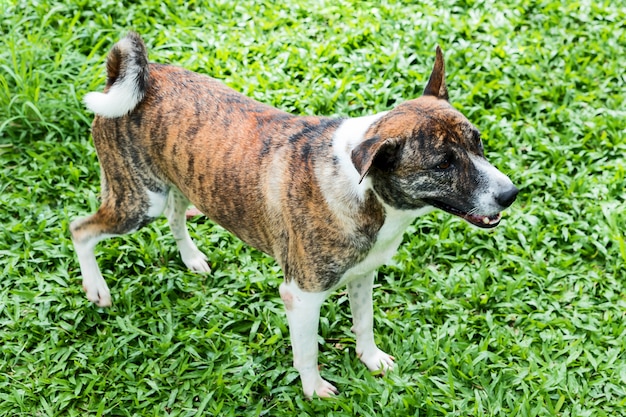 Amerikanischer Akita-Hund.