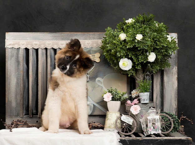 Foto amerikanischer akita vor einer rustikalen wand