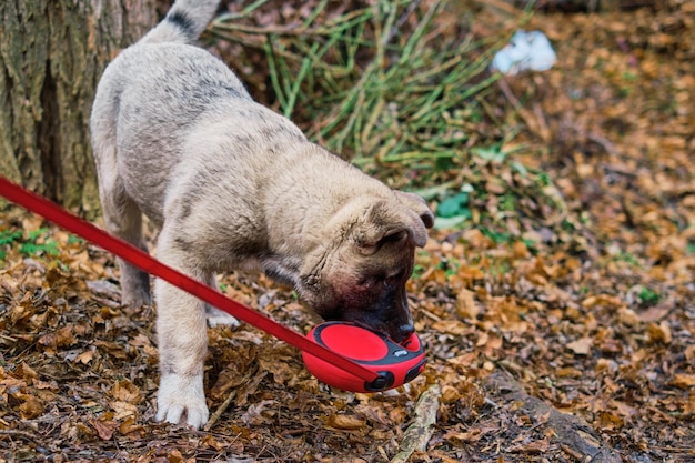 Amerikanischer Akita-Welpe geht mit seinem Besitzer in einem Herbstpark. Der Welpe spielt beim Gehen an der Leine.