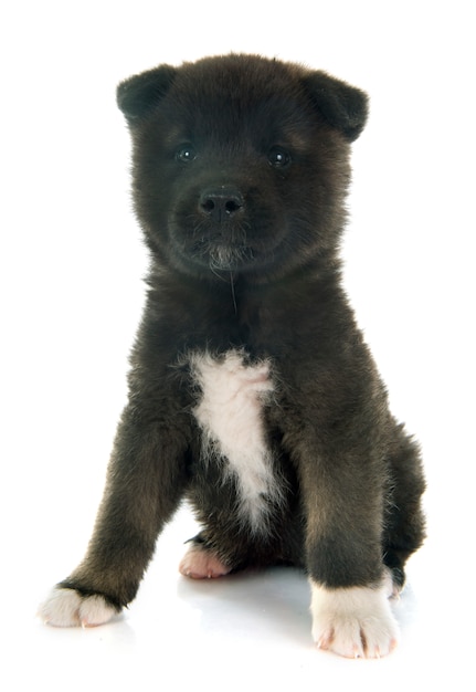 Amerikanischer Akita-Welpe