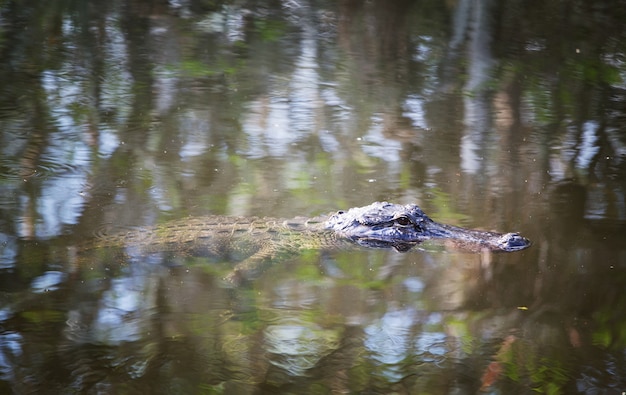 Amerikanischer Alligator-Schwimmen in den Everglades mit farbenfroher Reflexion im Wasser Wild Nature National Park