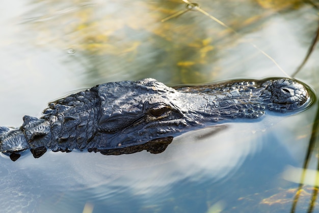 Amerikanischer Alligator-Schwimmen in den Everglades mit farbenfroher Reflexion im Wasser Wild Nature National Park