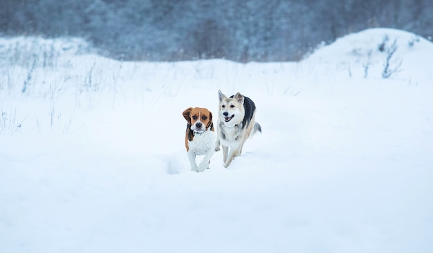 Amerikanischer Beagle und Mischlingshirtenhunde laufen