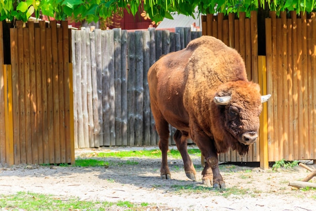 Amerikanischer Bison Bison Bison auch bekannt als Büffel in einer Koppel auf dem Hof