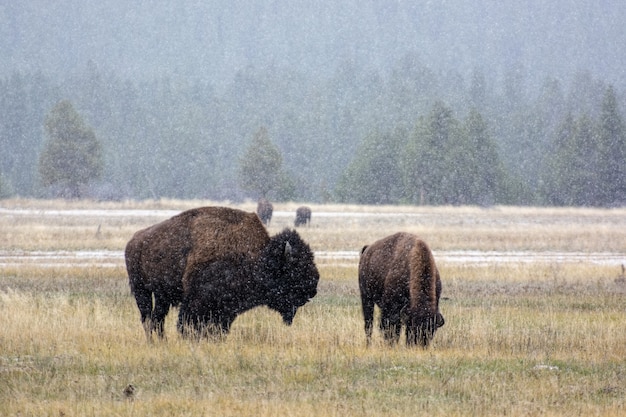 Amerikanischer Bison (Bison Bison) im Schnee