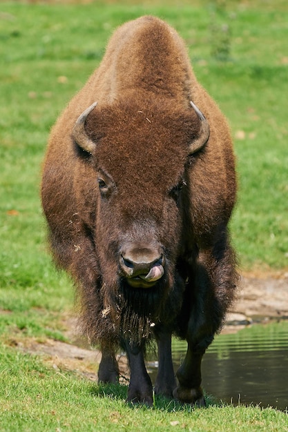 Amerikanischer Bison Bison Bison