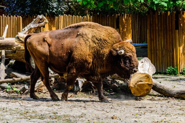 Amerikanischer Bison im Gehege auf der Farm