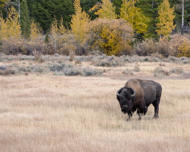 Amerikanischer Bison im Herbst auf den Sagebrush Flats des Grand Teton National Park