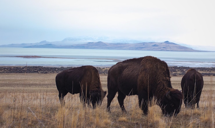 Foto amerikanischer bison weidet auf dem feld gegen den himmel