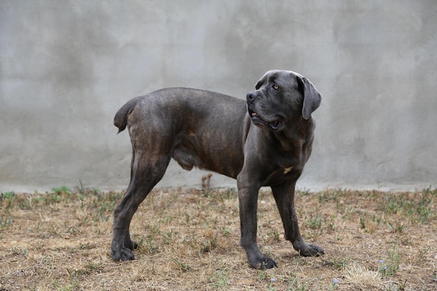 Amerikanischer Bulldog steht auf dem Feld gegen die Wand