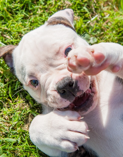 Amerikanischer Bulldoggenwelpe, der in der Natur spielt