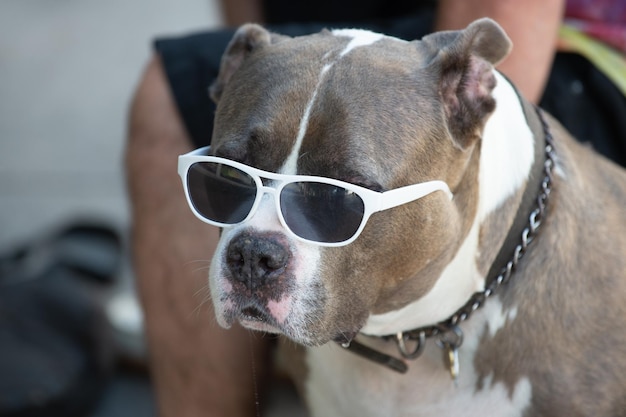 Amerikanischer Bully Pitbull-Hund Haustier Amerikanischer Bully oder Pitbull-Hund, der im Freien sitzt