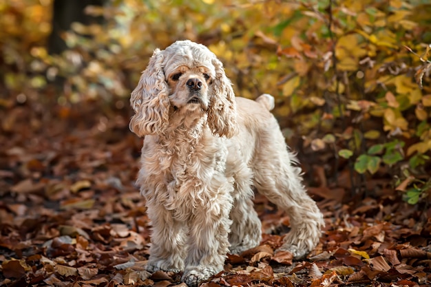 Amerikanischer Cockerspaniel im Herbstwald