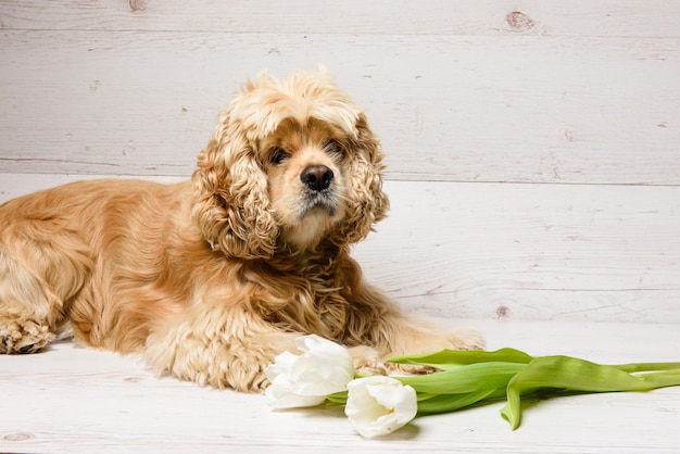 Amerikanischer Cockerspaniel mit Strauß Tulpen auf einem hölzernen Hintergrund