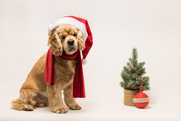 Amerikanischer Cockerspaniel mit Weihnachtsmannmütze