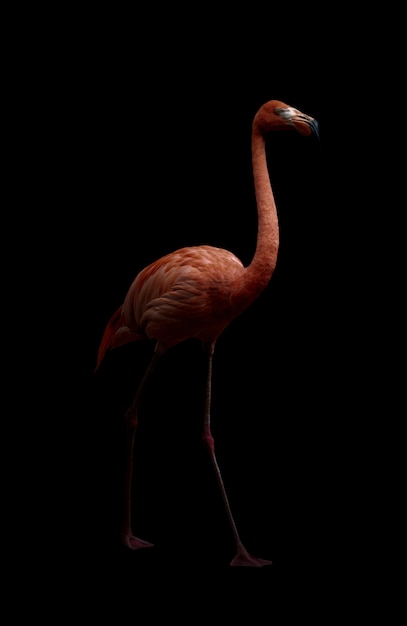 Amerikanischer Flamingovogel