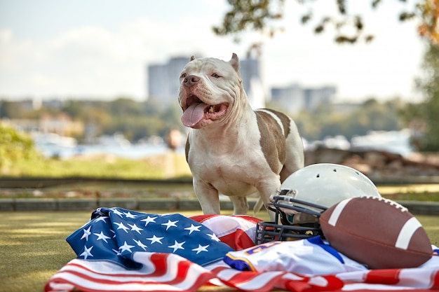 Amerikanischer Fußball. Ein Hund mit einer Uniform eines Spielers des amerikanischen Fußballs, der für die Kamera in einem Park aufwirft. Patriotismus des Nationalspiels