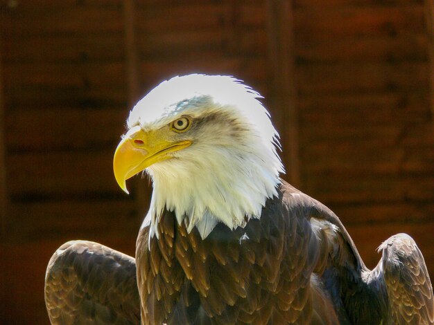 Amerikanischer Glatze Adler