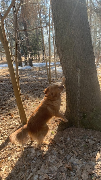 Amerikanischer Golden Retriever-Hund, der versucht, einen Baum für ein Eichhörnchen auf seinen Hinterbeinen zu springen