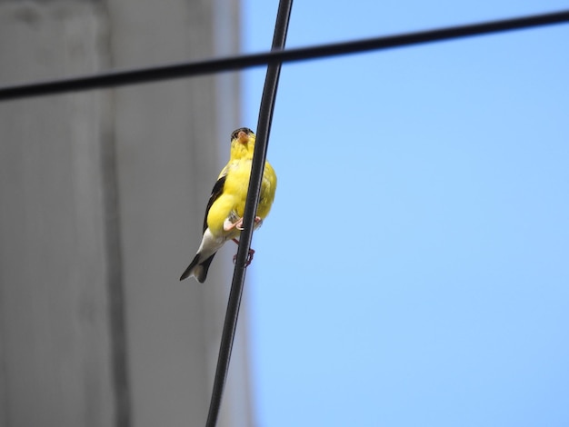 Foto amerikanischer goldfinch auf einem draht