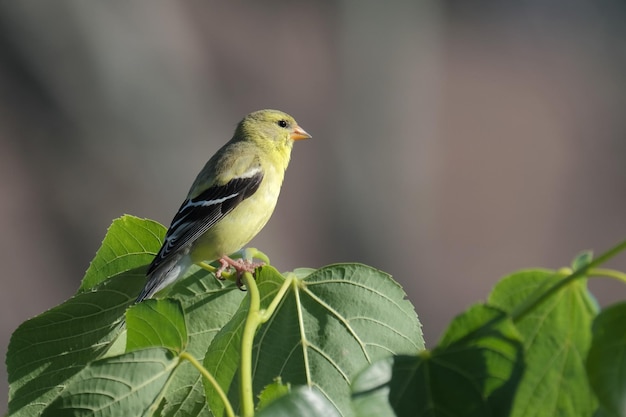 Foto amerikanischer goldfinch