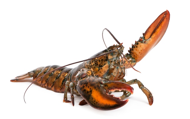 Amerikanischer Hummer, Homarus americanus,