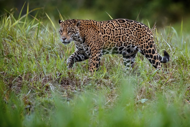 Amerikanischer Jaguar im Naturlebensraum des südamerikanischen Dschungels